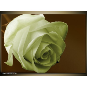 Obraz Květ růže - světle zelená