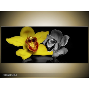 Obraz žlutá orchidej