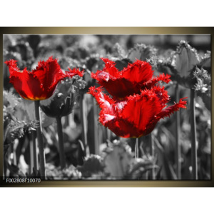 Obraz Střapaté červené tulipány