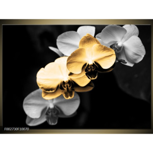 Obraz Orchideje - černobílá a zlatá