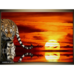 Obraz tygr při západu slunce