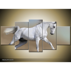 Obraz bílý kůň
