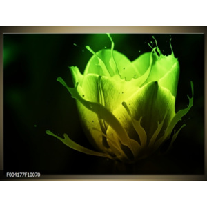 Obraz zelený tulipán