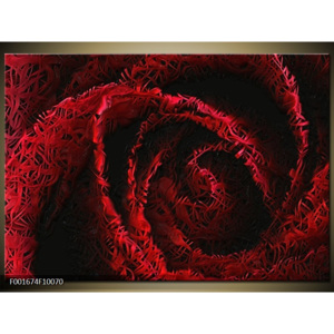Obraz Rudý květ růže