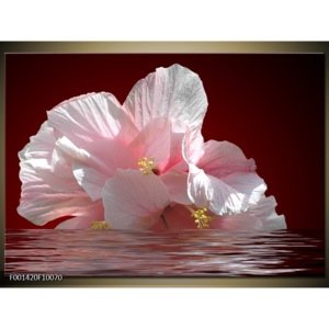 Obraz Bílé květy ve vodě