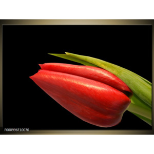Obraz Poupě tulipánu