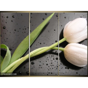 Obraz Propletené tulipány