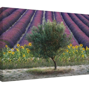 Obraz na plátně David Clapp - Olive Tree in Provence, France, (80 x 60 cm)