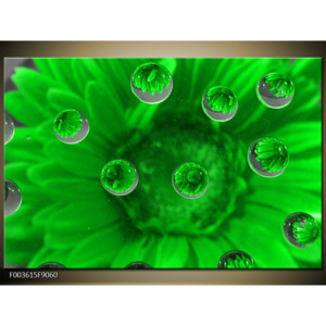 Obraz Vodní kapky nad zeleným květem