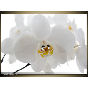 Obraz Bílé orchideje na bílém pozadí