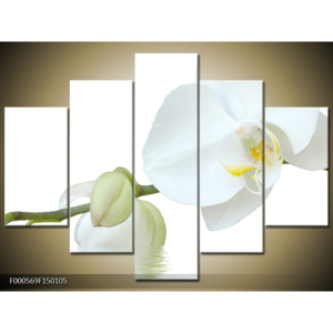 Obraz Poupátka bílých orchidejí