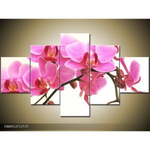 Obraz růžová orchidej