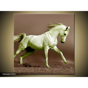 Obraz bílý kůň 2
