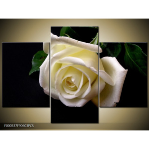 Obraz Bílá růže