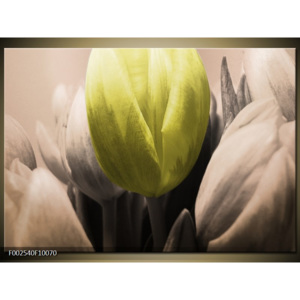 Obraz Detail tulipánů - bílá a žlutá