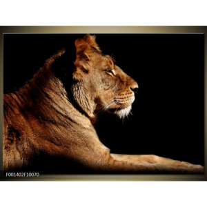 Obraz ležící lev