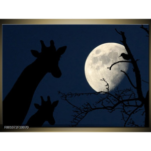 Obraz žirafa při měsíci