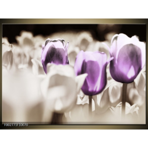 Obraz Pole tulipánů zblízka