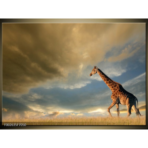 Obraz žirafa