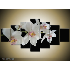 Obraz bílá orchidej