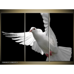 Obraz bílá holubice