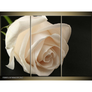 Obraz Květ bílé růže