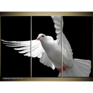 Obraz bílá holubice