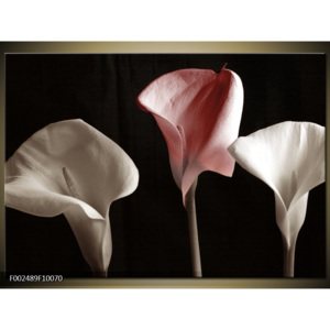 Obraz Kaly - bílá a růžová