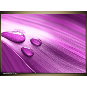 Obraz Kapky vody na fialovém listu