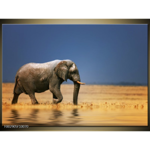 Obraz slon samotář