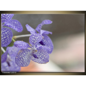 Obraz Květy fialových orchidejí