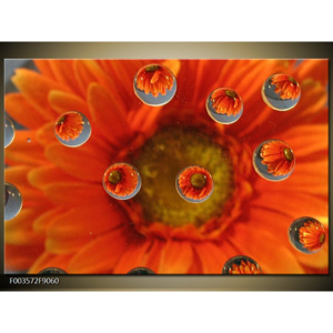 Obraz Kapky vody nad oranžovým květem