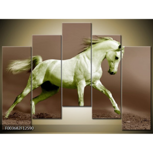 Obraz bílý kůň 2