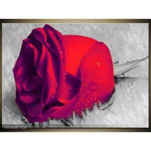 Obraz červená růže detail