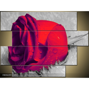 Obraz červená růže detail