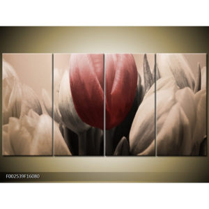 Obraz Detail tulipánů - bílá a červená
