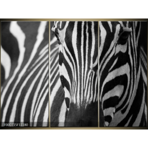 Obraz zebra