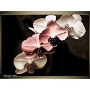 Obraz Orchideje - krémová a růžová