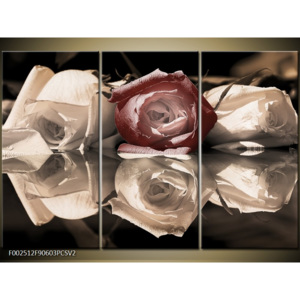 Obraz Bílé růže a červená růže