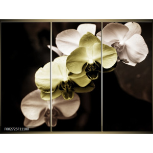 Obraz Orchideje - krémová a žlutá