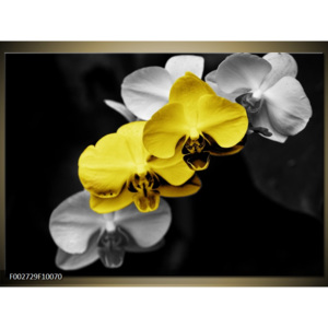 Obraz žluté květy orchidej