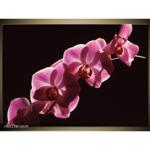 Obraz Růžové orchideje na černém pozadí