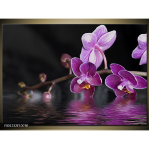 Obraz Větvička orchidejí 2
