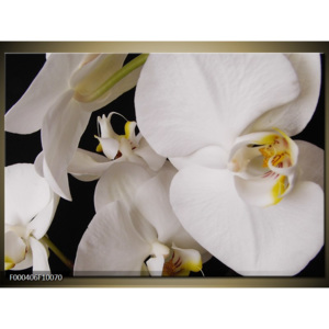 Obraz Bílé orchideje - detail