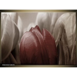 Obraz Detail tulipánů - hnědá