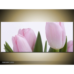 Obraz Světle růžové tulipány