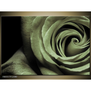 Obraz Detail růže - černobílá
