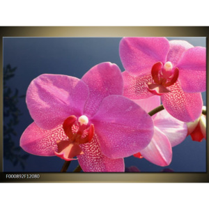 Obraz Růžové orchideje - detail