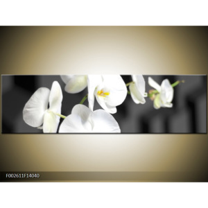 Obraz Bílé orchideje - černobílé pozadí