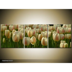 Obraz Záhon s bílými tulipány